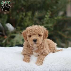 Goldie F1B, Mini Goldendoodle Puppy